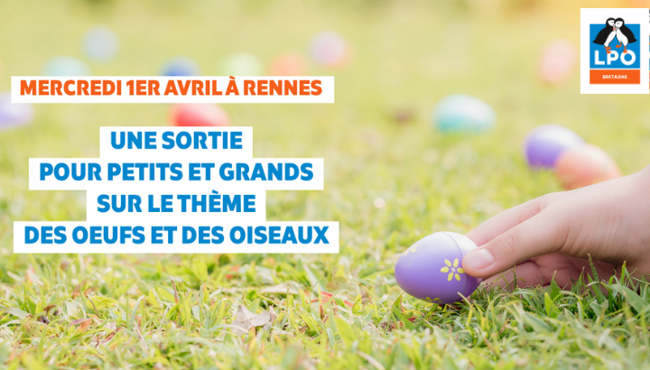 Les œufs des oiseaux